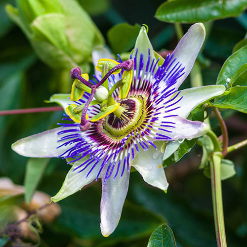 Passion Flower - Passifloral caerulea