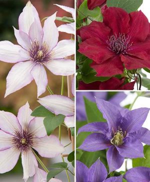 Patio Clematis Collection x 3