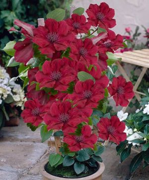 Patio Clematis Nubia Boulevard