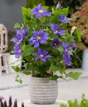 Patio Clematis Olympia Boulevard