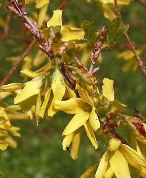Patio Forsythia Maree dOr 9cm pot