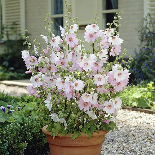 Patio Lavatera Mallow Barnsley Baby