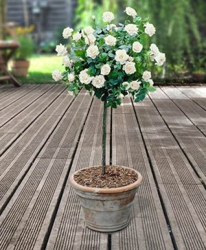 Patio Rose Snow Cap Half Standard