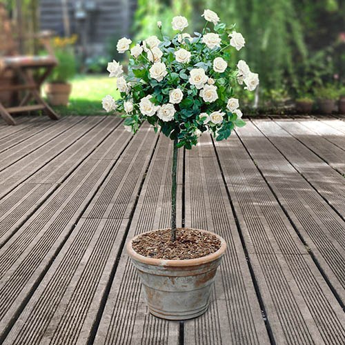 Patio Rose Snow Cap Half Standard