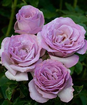 Patio Standard Rose Blue Beauty