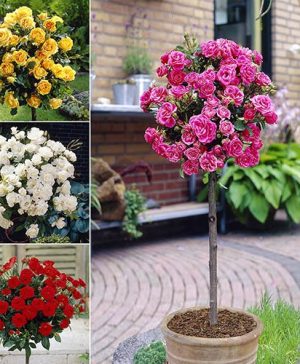 Patio Standard Rose Collection with Decorative Planters
