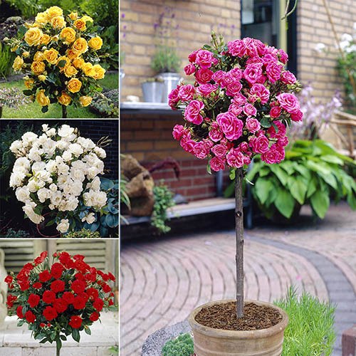 Patio Standard Rose Collection with Decorative Planters