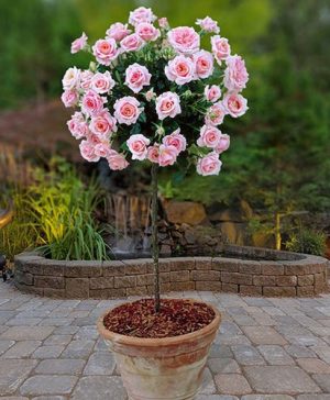 Patio Standard Rose Pink