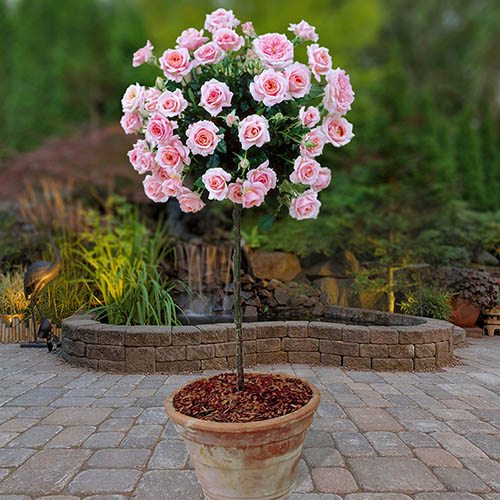 Patio Standard Rose Pink