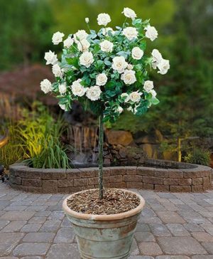 Patio Standard Rose White