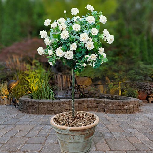 Patio Standard Rose White
