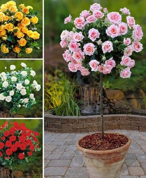 Patio Standard Roses Collection