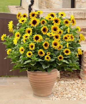 Patio Sunflower Sunbelievable (TM) Brown Eyed Girl