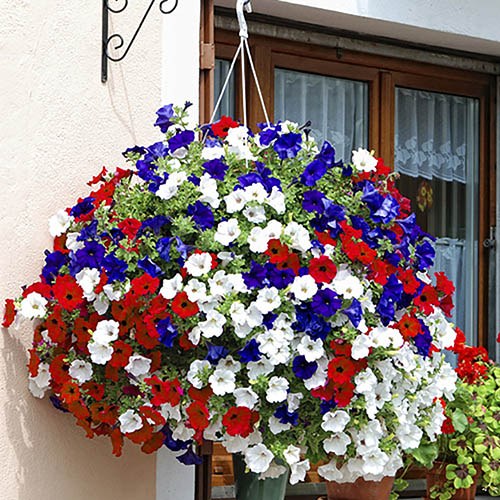 Patriotic Petunia Bedding Mix