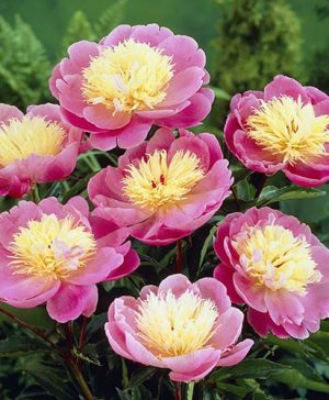 Peony Bowl of Beauty