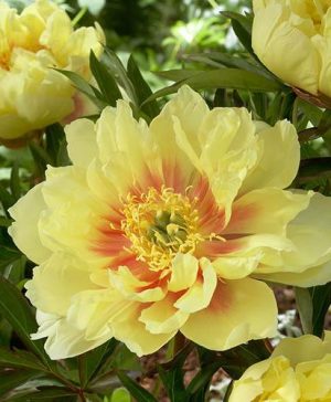 Peony Itoh Bartzella