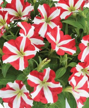 Petunia Amore King of Hearts