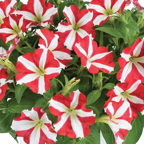 Petunia Amore King of Hearts