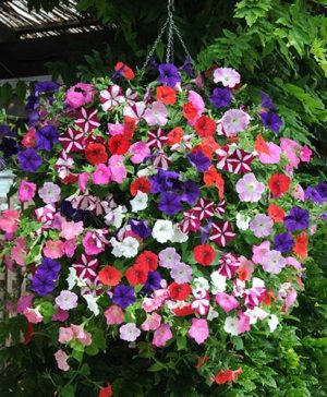 Petunia Easy Wave Ultimate Mixed