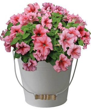 Petunia Gift Bucket