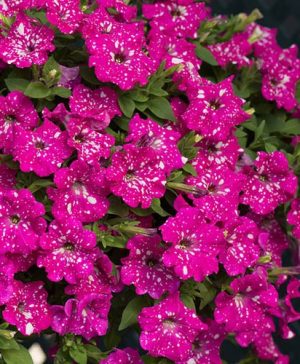 Petunia Pink Joy