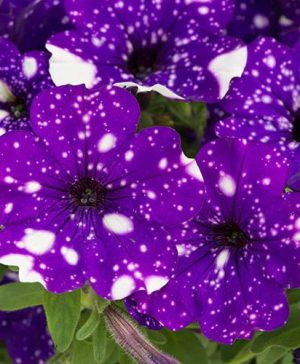 Petunia Purple Joy