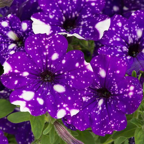 Petunia Purple Joy