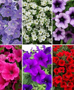 Petunia Surfinia Collection