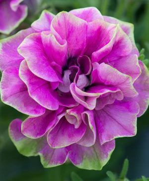 Petunia Tumbelina Darcey Rosa