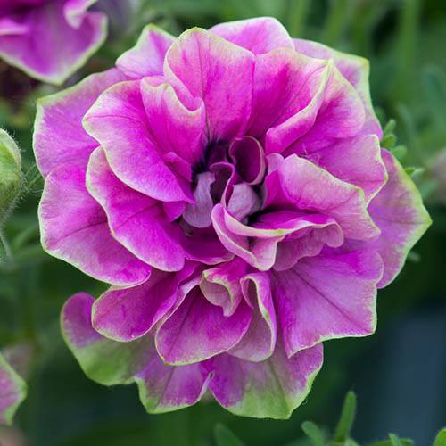 Petunia Tumbelina Darcey Rosa