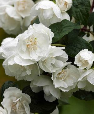 Philadelphue - Mock Orange - Virginal