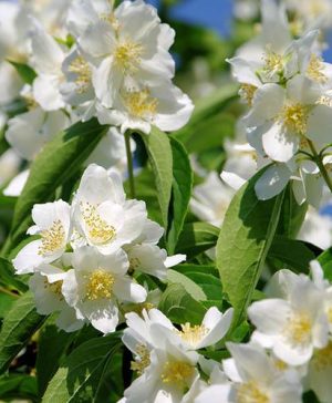 Philadelphus coronaria (Mock Orange)
