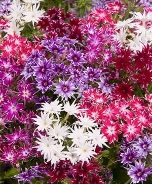 Phlox Popstars Mix