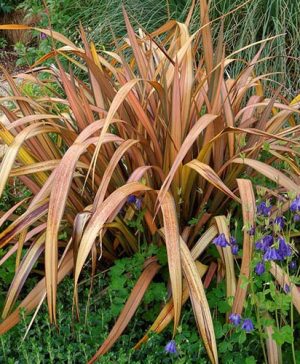 Phormium Pink Panther