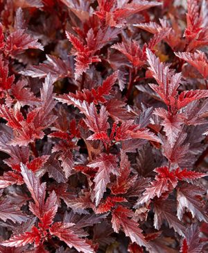 Physocarpus opulifolia All Black