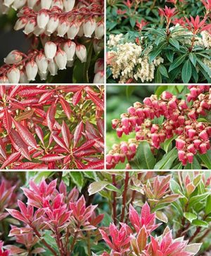 Pieris Evergreen Collection