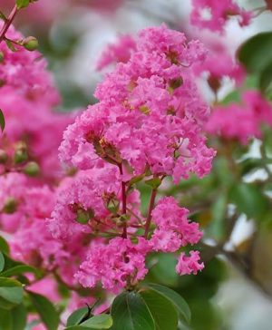 Pink Crepe Myrtle Lagerstroemia