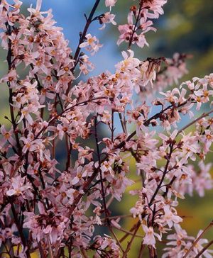 Pink Forsythia - Abeliophyllum distichium Roseum