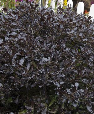 Pittosporum tenuifolium Tom Thumb