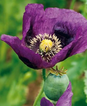 Poppy Lauren's Grape Seeds