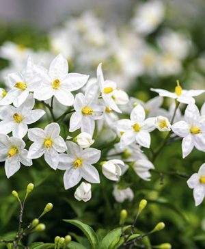 Potato Vine Solanum fasminoides