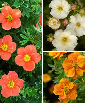Potentilla Collection