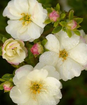 Potentilla fruticosa Double Punch Cream