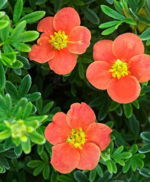 Potentilla fruticosa Double Punch RedIssima