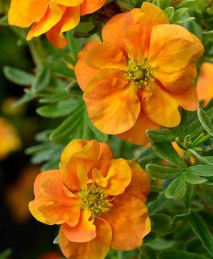 Potentilla fruticosa Double Punch Tango