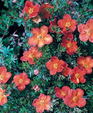 Potentilla fruticosa Red Ace