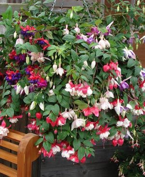 Pre-planted Basket (Green) Jumbo Fuchsia Mixed