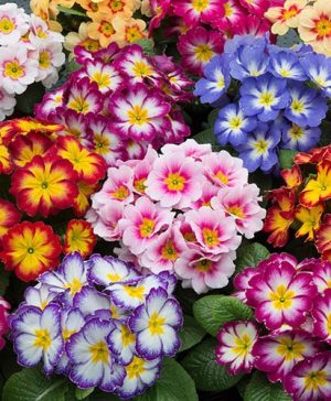 Primrose Bonelli Bicolour Collection