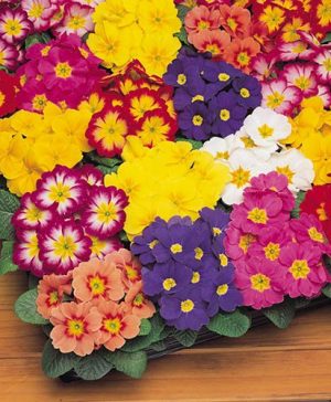 Primrose Bonelli Mix