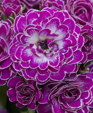 Primula Belarina Candy Frost